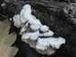 Hasadtlemezű gomba (Schizophyllum commune), Budai-hegység